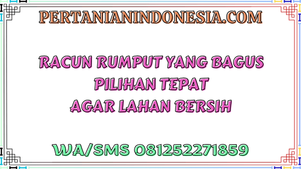 Racun Rumput Yang Bagus Pilihan Tepat Agar Lahan Bersih
